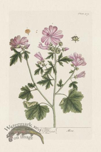 BEE 309 VervainMallow